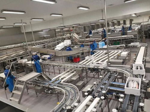 72小時(shí)上桌 大數(shù)據(jù)如何重塑挪威三文魚新鮮之旅